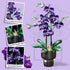 NERCISU Sets 8-12+ (666 Orchid Flowers Building with Vase, Purple Orchid Botanicals Collection Building Toys for Home