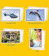 Key Education 160 Early Learning Toddler Flash Cards, Ages 3+, Vocabulary for Speech Therapy