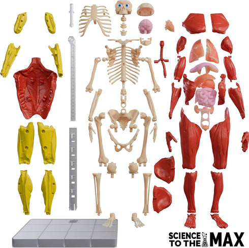 Be Amazing! Toys Interactive Human Body - 60 Piece Fully Poseable Anatomy Figure, 14” Tall Model with Removable