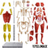 Be Amazing! Toys Interactive Human Body - 60 Piece Fully Poseable Anatomy Figure, 14” Tall Model with Removable