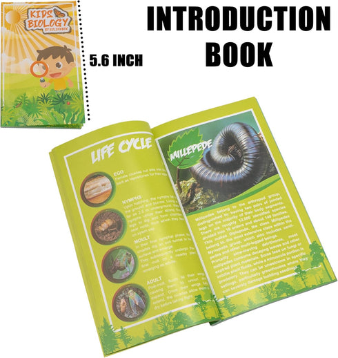 Set, 3-8-12 Insect Specimen Bugs Collection Scientific Education Gift for Kids Aged (Millipede, Centipede, Dragonfly