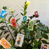 Papageno Card Game - Charming Bird Collection, Tactical Fun Strategy Game for Kids & Adults