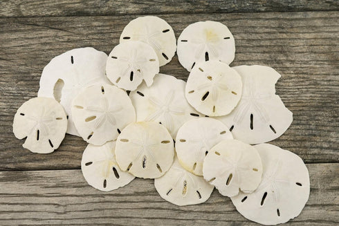 Imperfect Sand Dollars, 2"-3 1/4", 15 Defective Real Sand Dollars, Flawed Quality, Seashell Wedding Crafts, Free
