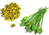 Game Zone Honey Bee Tree Game - Award-Winning Exciting Tabletop Game for Kids and Families