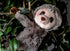 Recordable Stuffed Animals with 20 sec Heart Voice Recorder for Ultrasounds, Sloth - Perfect Gender Reveal