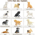 Toymany 12PCS Mini Dog Figurines Playset, Realistic Detailed Plastic Puppy Figures, Hand Painted Tiny Dogs