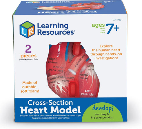 Learning Resources Cross-Section Human Heart Model, 2-Pieces, Grades 2+, Anatomy for Kids