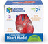 Learning Resources Cross-Section Human Heart Model, 2-Pieces, Grades 2+, Anatomy for Kids