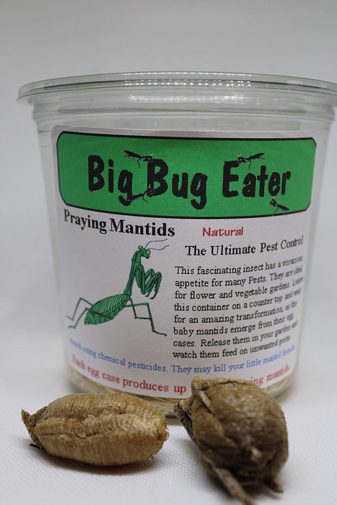 TruBlu Supply Two Extra Large Live Chinese Ootheca Praying Mantis Egg Cases + Praying