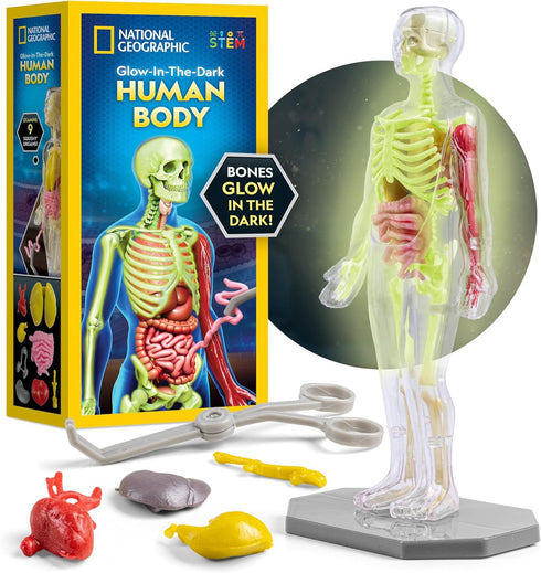 National Geographic Human Body Model for Kids, 32-Piece Interactive Anatomy Model with Bones, Organs, Muscles, Stand