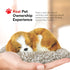 Mini Cavalier King Charles, Realistic Battery-Operated Dog Toy, Calming Companion for Kids & Elderly