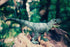 13" Tyrannosaurus Rex Dinosaur Toys - Realistic T-Rex Action Figure Toy Jurassic Trex Figurine Model Prehistorical World for Kids Boys Girls 3+
