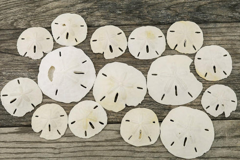 Imperfect Sand Dollars, 2"-3 1/4", 15 Defective Real Sand Dollars, Flawed Quality, Seashell Wedding Crafts, Free