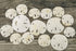 Imperfect Sand Dollars, 2"-3 1/4", 15 Defective Real Sand Dollars, Flawed Quality, Seashell Wedding Crafts, Free