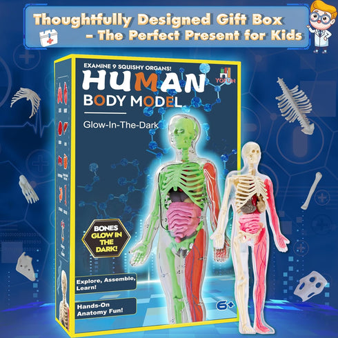 6+ YOFUN Human Body Skeleton Model Kits for Kids,Interactive Anatomy Science Kit Removable Muscles, Organs,Bones,STEM