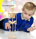 Puzzled 3D Puzzle Human Skeleton Wood Craft Model Kit, Fun DIY Wooden Toy for Decoration