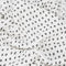 Organic Cotton Muslin Baby Blanket, Arrows and Crocodile Print, Black and Gray