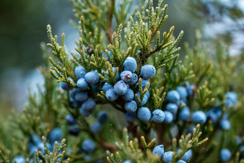 16Oz 100% communis Albania Juniper Berries - (Real Wild Harvest) | USDA Certified Organic | Bulk Juniper Berry