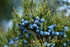16Oz 100% communis Albania Juniper Berries - (Real Wild Harvest) | USDA Certified Organic | Bulk Juniper Berry