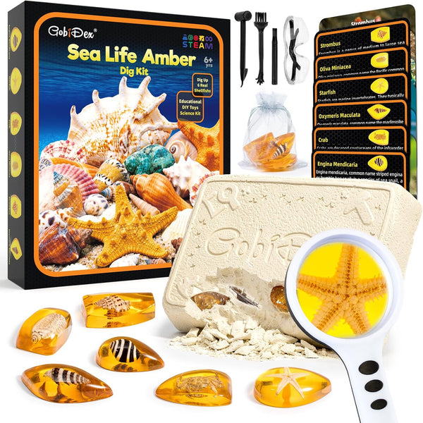 GobiDex Sea Life Amber Dig Kit, Educational STEM Activities for Kids Age 6-12, Dig Up 6 Real Shellfish