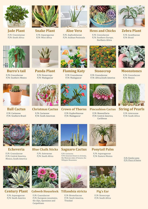 Vintage Succulent Puzzles for Adults - 1000 Pieces - Cactus Jigsaw Puzzle Featuring 23 Succulent Plants
