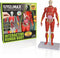 Be Amazing! Toys Interactive Human Body - 60 Piece Fully Poseable Anatomy Figure, 14” Tall Model with Removable