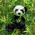 Cuddly Black and White Panda Plush Toy - Perfect for Kids