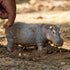 3+ Schleich Wild Life Realistic Detailed Hippopotamus Figurine - Wild Hippo Figurine Toy for Play and Education, Highly