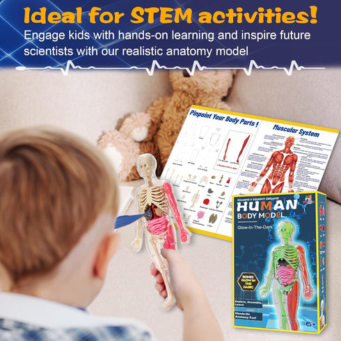 6+ YOFUN Human Body Skeleton Model Kits for Kids,Interactive Anatomy Science Kit Removable Muscles, Organs,Bones,STEM