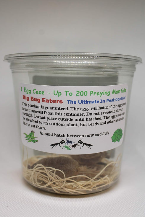 TruBlu Supply 32oz Two Extra Large Live Chinese Ootheca Praying Mantis Egg Cases + Praying Mantis Crystal Clear