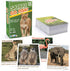 BenBen Go Fish Card Game for Kids, Jumbo Size Safari Animal Learning Cards, 104 Cards for 2-8 Players
