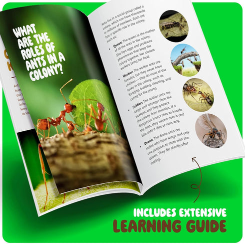 Ant Farm Kit for Kids, Educational Science Gifts, Bug Terrarium House for Boys, Girls & Adults