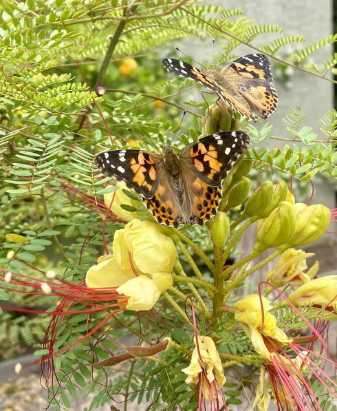 10 Insect Lore Two Cups of Live Caterpillars - Live Painted Lady Caterpillars with Food - Includes Bonus Butterfly Life
