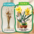 EITOLNR Set, 8-12 (296Pcs) Flowers Botanicals Lily Building Artifical Plants Bonsai Building Blocks Toys