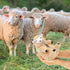 AGRIMONY Cute Shaved Sheep Plush Toys, Kawaii Lamb Gifts for Kids, Girls, Boys, and Teens