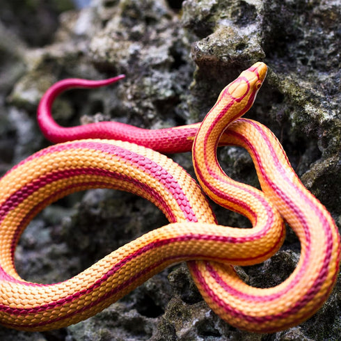 Safari Ltd. Corn Snake Figurine, Lifelike 5.25" Model Figure, Educational Toy for Kids Ages 3+