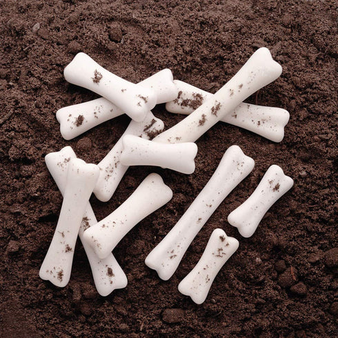 Yellow Door YUS1038 Set (Pack 12) Dinosaur Bones Discovery