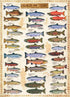 1000-Piece Eurographics Salmon and Trout Puzzle