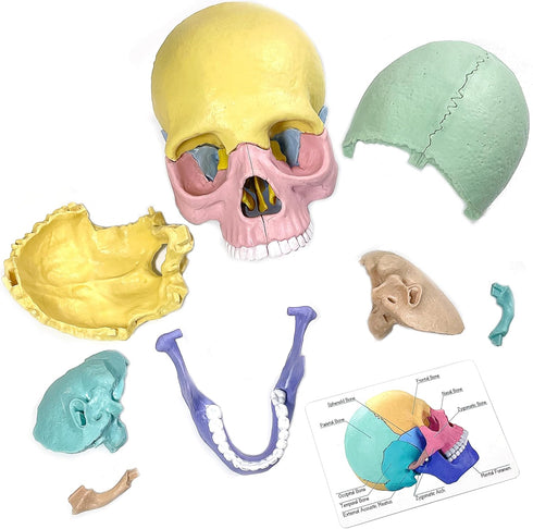2024 New Human Anatomy Skull Model - 17 Part Puzzle of Skull with 10 Knowledge Flash Cards, Detachable Mini Medical