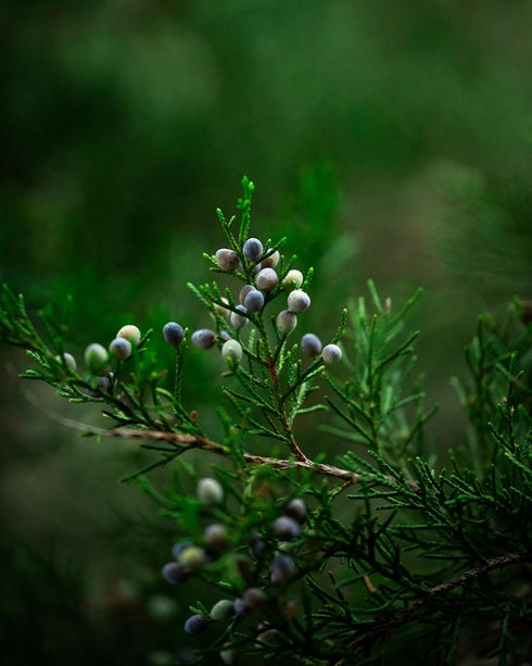 16Oz 100% communis Albania Juniper Berries - (Real Wild Harvest) | USDA Certified Organic | Bulk Juniper Berry