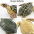 Toymany 6PCS Realistic Sea Turtle Figurines, Plastic Ocean Sea Animals Figures Set for Kids Birthday Gift