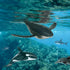 Set 15 3+ Terra by Battat Toy Sea Animals Realistic Whale, Dolphin, Penguin & More Detailed Ocean Creatures for Sensory