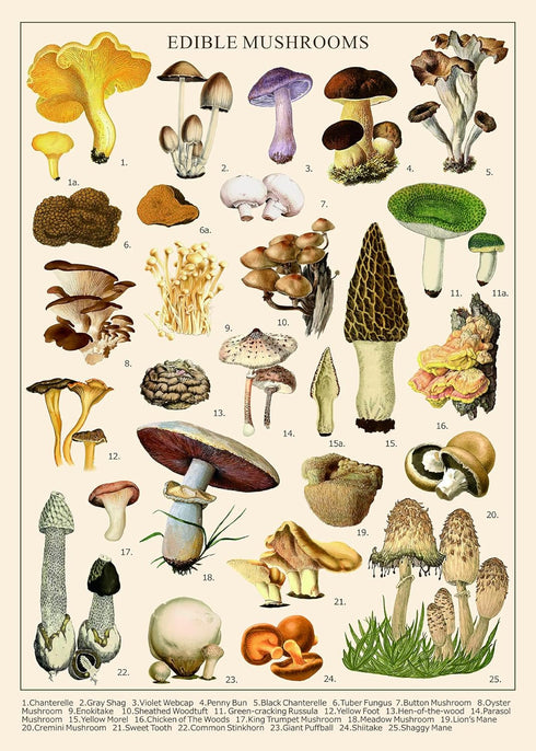 Vintage Mushroom Puzzle 1000 Pieces for Adult, Vintage Fungi Jigsaw Puzzle of Edible Mushrooms