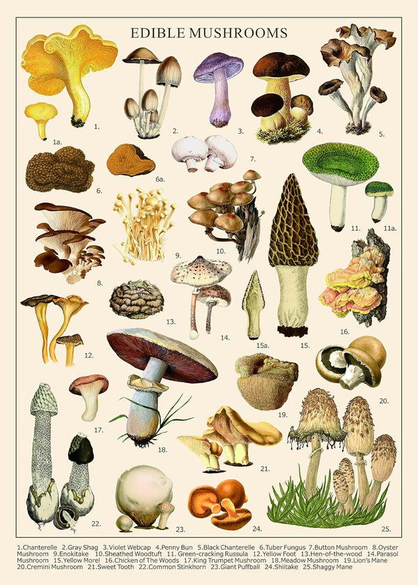 Vintage Mushroom Puzzle 1000 Pieces for Adult, Vintage Fungi Jigsaw Puzzle of Edible Mushrooms