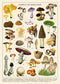 Vintage Mushroom Puzzle 1000 Pieces for Adult, Vintage Fungi Jigsaw Puzzle of Edible Mushrooms