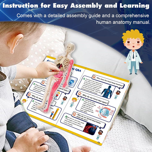 6+ YOFUN Human Body Skeleton Model Kits for Kids,Interactive Anatomy Science Kit Removable Muscles, Organs,Bones,STEM