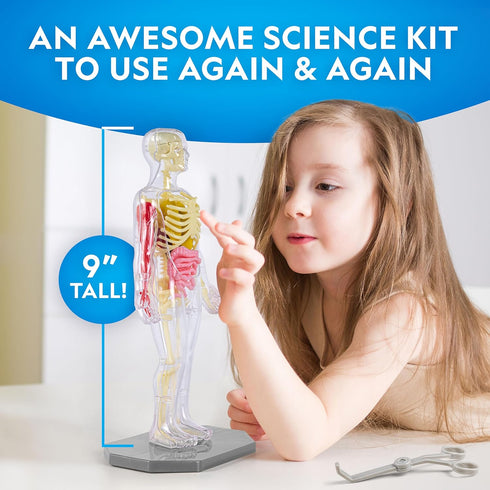 National Geographic Human Body Model for Kids, 32-Piece Interactive Anatomy Model with Bones, Organs, Muscles, Stand