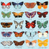 Mudpuppy Butterflies of North America 500 Piece Family Jigsaw Puzzle, Butterfly Puzzle with Recognizable Butterflies from Around North America