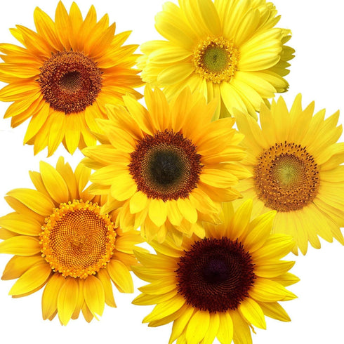 72 Piece Summer Wall Decals - Removable 3D Sunflower Stickers for Crafts, Baby, Kids & Living Room Decor