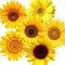 72 Piece Summer Wall Decals - Removable 3D Sunflower Stickers for Crafts, Baby, Kids & Living Room Decor